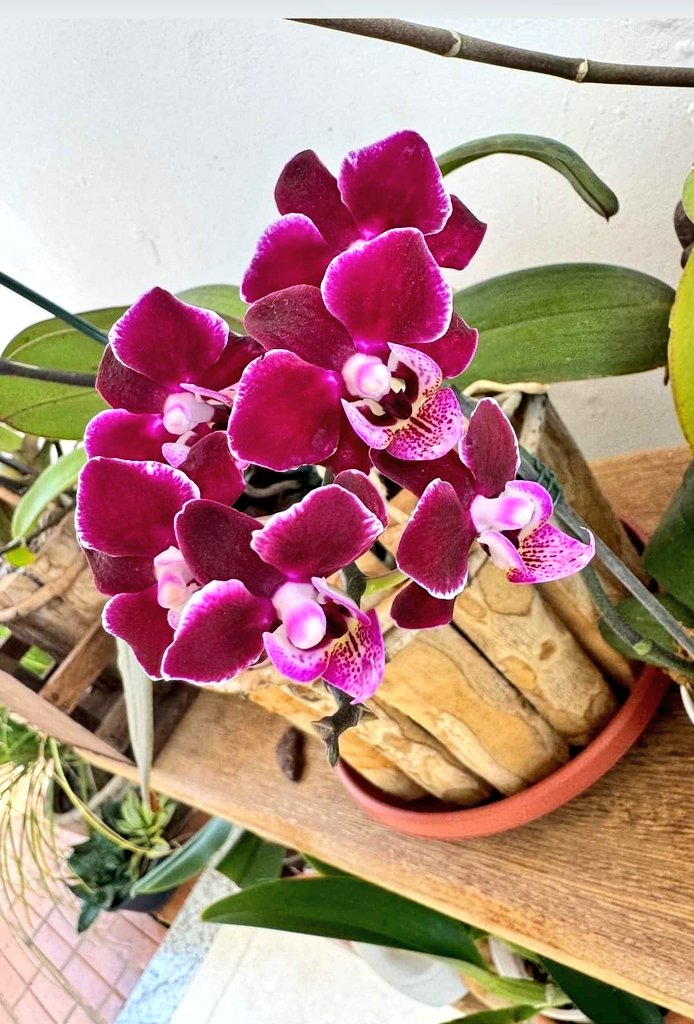 Orquídea Phalaenopsis!