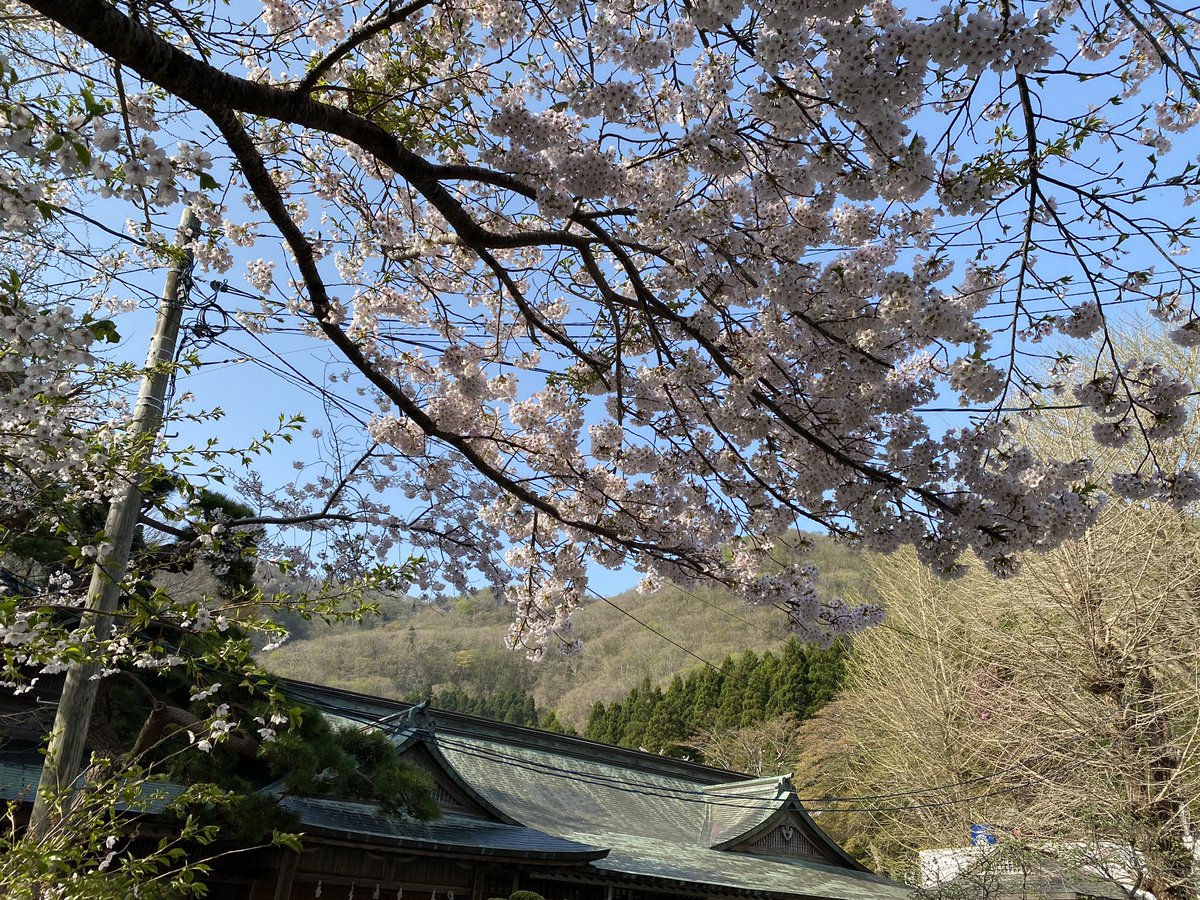 freeperson118's tweet photo. 八幡宮の桜
あげとくヨン
たのしくいきましょ https://t.co/e8vYNroefE