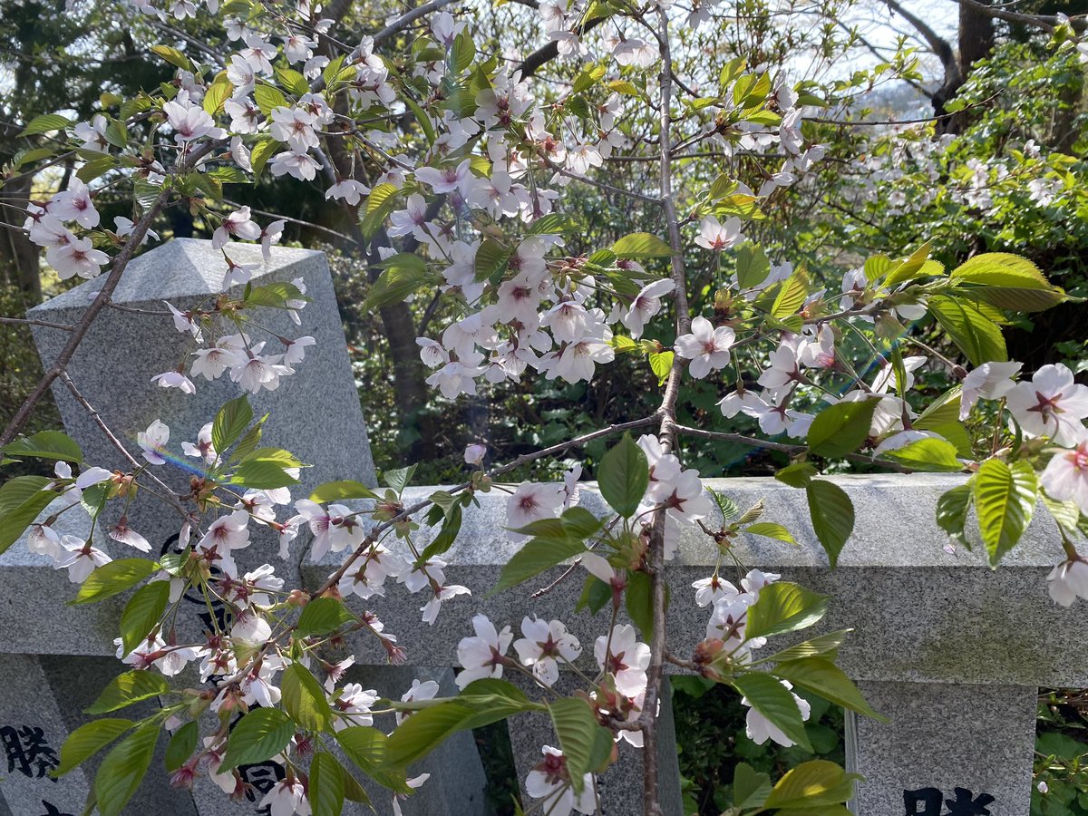 freeperson118's tweet photo. 八幡宮の桜
あげとくヨン
たのしくいきましょ https://t.co/e8vYNroefE
