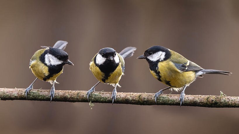 #ICouldntBelieveMyEyesWhen great tits are out @TaggingSisters