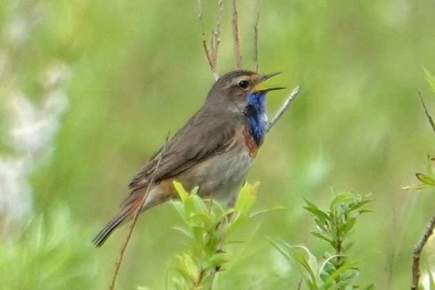 #bluethroat #blaukehlchen #blauwbortsfotografie #vogelbeschermingnederland #BirdsSeenIn2024 #BirdsOfTwitter #birdphotography #vogelfotografie #vögelbeobachten #wildlife #wildlifephotography #natuurfotografie #photoeveryday #fotografia #sony #sonyphotography #photochallenge