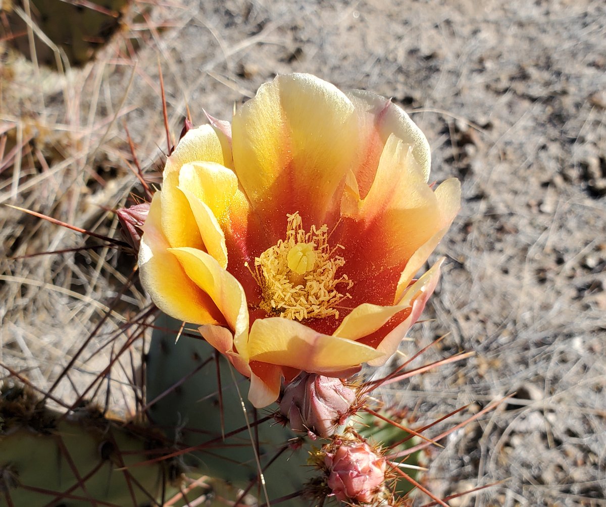#ChihuahuanDesert today. Waning Gibbous; Swainson's Hawk atop yucca and in flight; Prickly Pear Cactus flower.