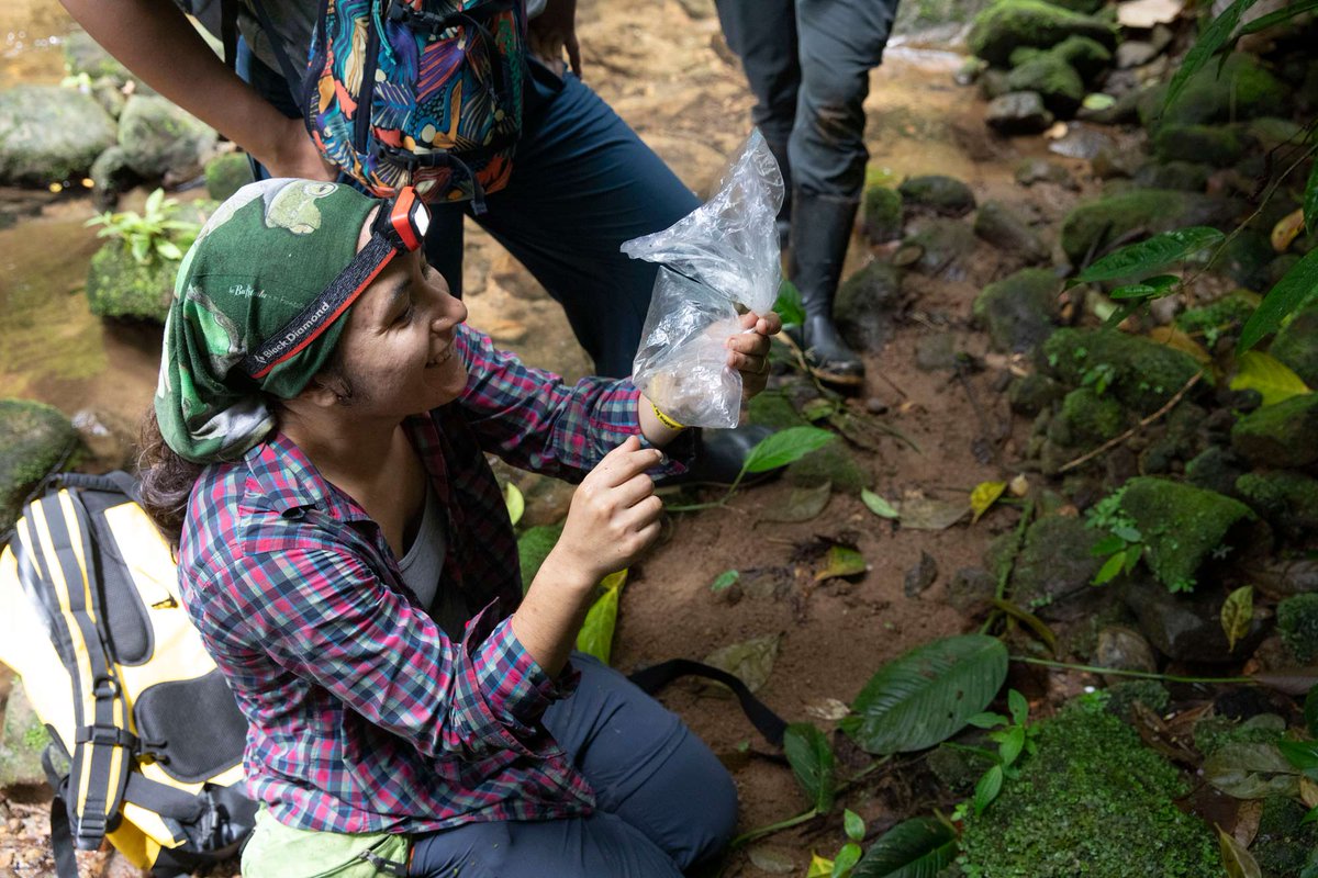 Finding and catching endangered frogs in the cloudy mountains of Panamá: un poco de lo que hacemos en Panamá 🐸 @RIBBiTR_BII @LambertiniCarol storymaps.arcgis.com/stories/564b50…