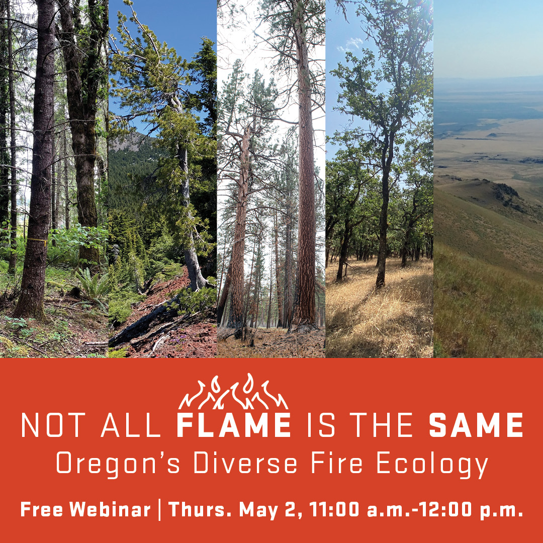 May is #WildfireAwarenessMonth. Join @OSUFireProgram for a webinar at 11 a.m. on May 2 on Oregon’s Diverse Fire Ecology, featuring a team of fire specialists sharing stories about how fire has shaped Oregon landscapes. Register at beav.es/cL3 #oregonwildfires