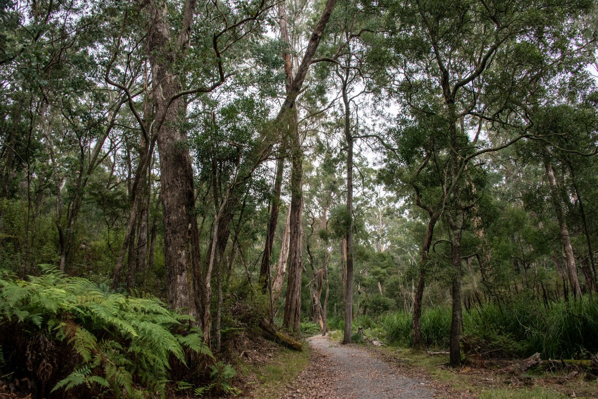 Gippsland Lakes Discovery Trail in the Colquhuon Forest Park #GunnaiKurnaiCountry. This trail follows the Mississippi Creek - North Arm Catchment - right through the middle of a 1373Ha #FFMV planned burn Check it out for yourself you can walk, ride or by pony.