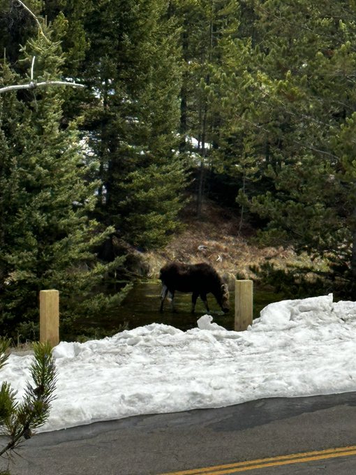 I saw my first ever moose in person today!!!!! Now I just wanna see a wolf and I’m all set ? https://t