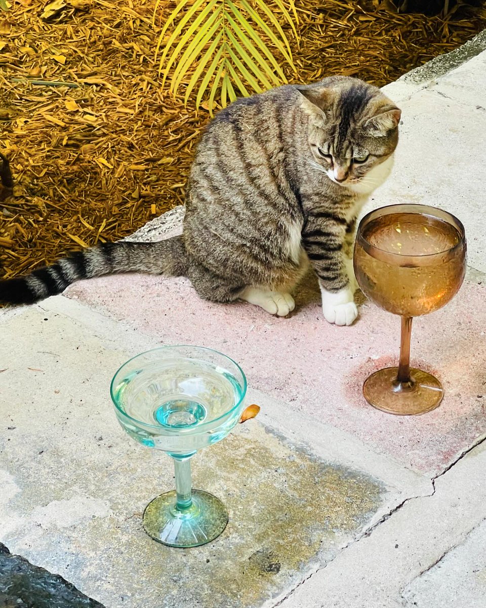 Even the kitties drink out of wine glasses here. #keywest #hemingwaycats #happyhour 📷 @growinguptremaine

More: PartyinKeyWest.com/wp/
Follow us: @PartyInKeyWest
Hashtag us: #PartyInKeyWest