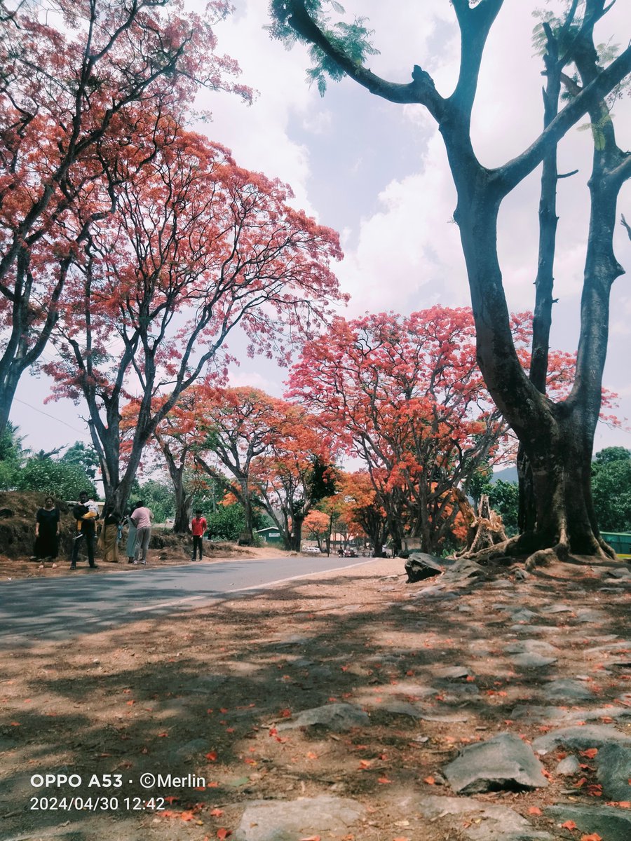 Gulmohar 😍