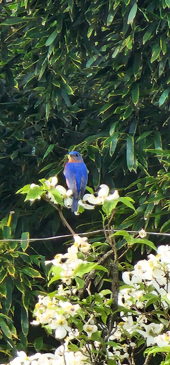 @MbarkCherguia #bluebird in my backyard the other day