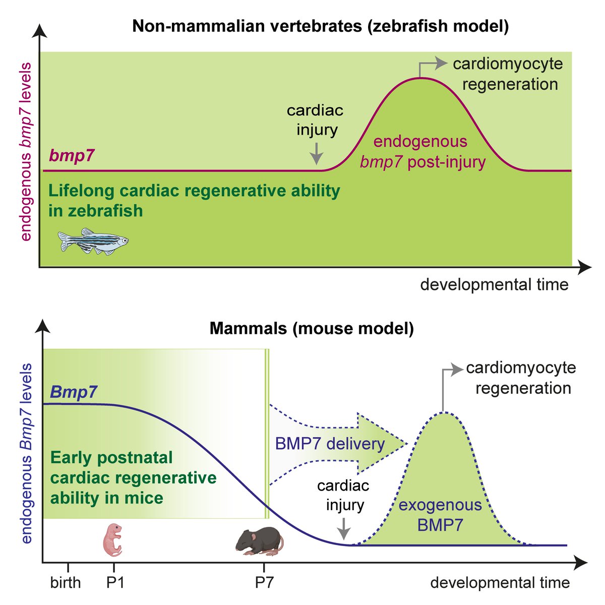Exciting news! Our latest publication  is out in Cell Reports! Our study reveals that the growth factor BMP7 plays a crucial role in heart regeneration, boosting cardiomyocyte proliferation and regeneration post-injury. 🫀 #HeartRegeneration #BMP7
doi.org/10.1016/j.celr…