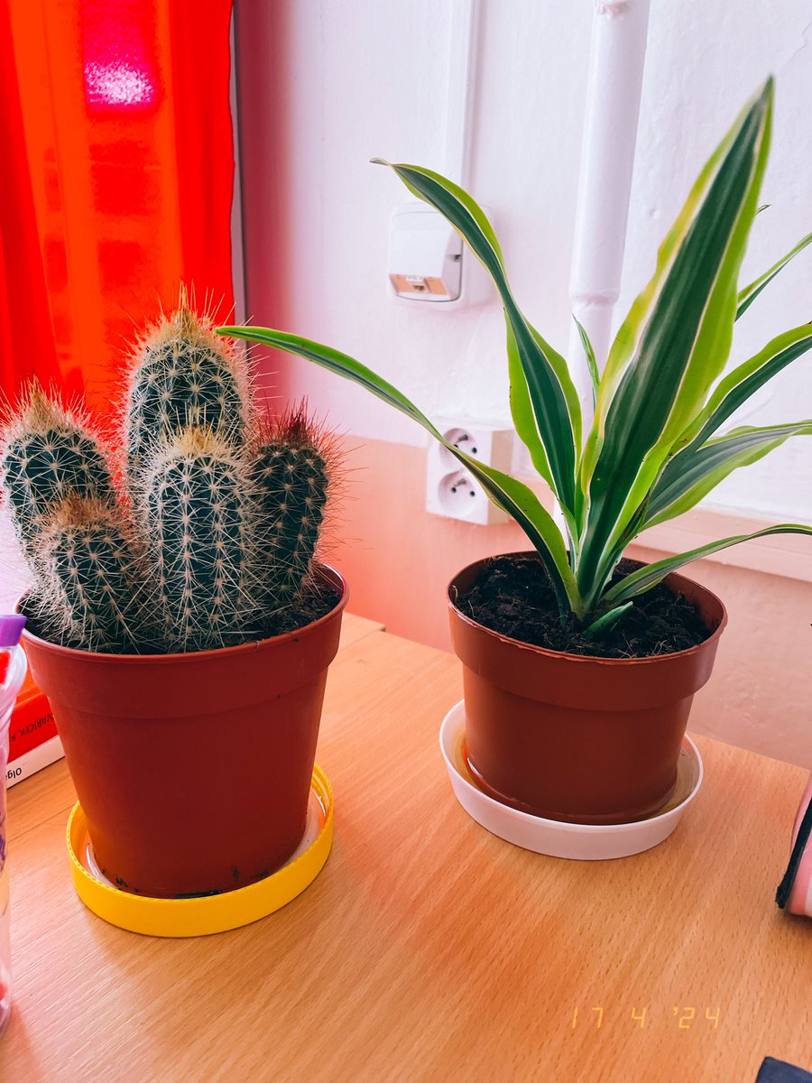 #diary #twitterdiary #lifeofmeshty #myaesthetic #plants #iloveplants #crazyplantlady #cactus #dracaena #april #april2024 #aprilmemories #memories 
-
One of the things which made me really happy this month are my new plants 🥰💚
-