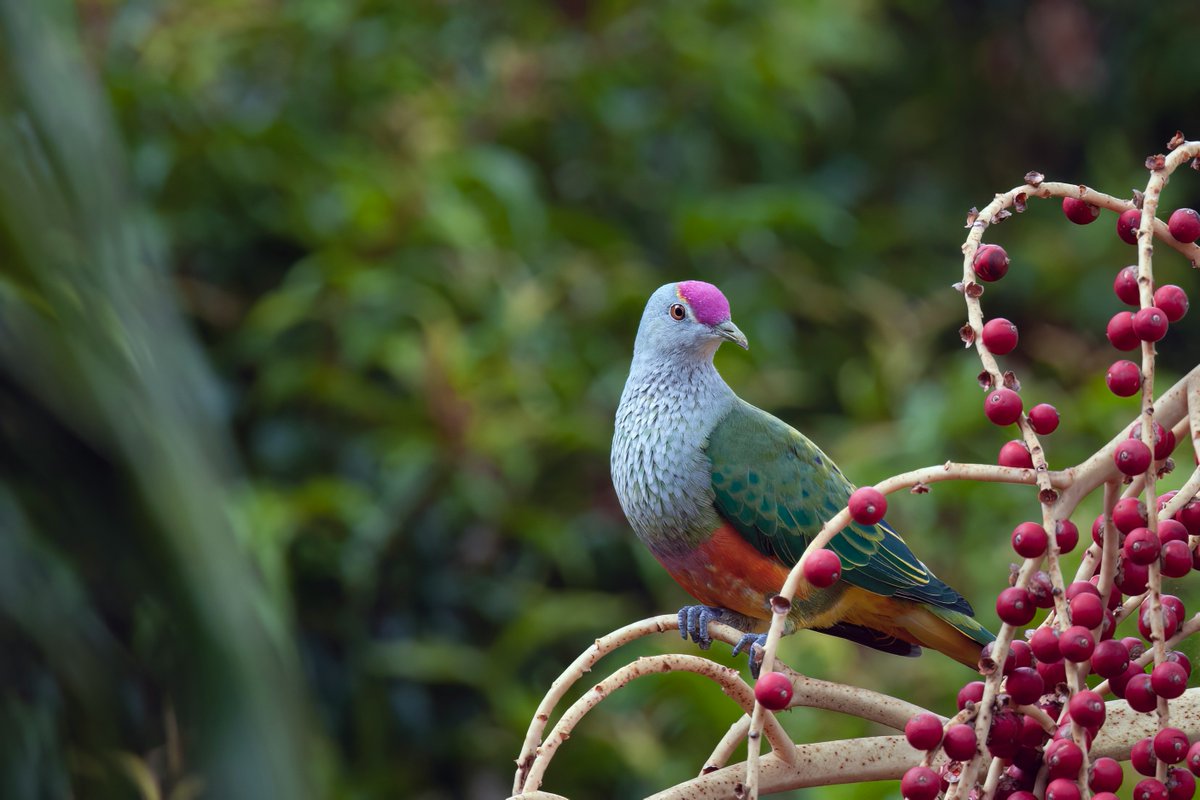 Rose-crowned Fruit-dove feeding on Bangalow palm 🐦🇦🇺 #Australie #NatureBeauty #birds