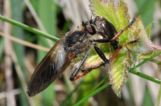 My fave robberfly from Whiteford Burrows on the Gower - Pamponerus germanicus Pied-winged Robberfly with beetle prey #WorldRobberflyDay @flygirlNHM @gailashton @Ecoentogeek @StevenFalk1 #FliesofBritainandIreland