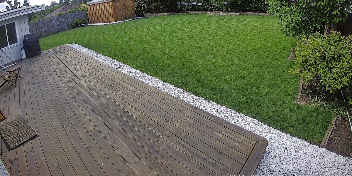 Okay, today’s lawn porn. I’ve never once in my life checkered a lawn manually.
