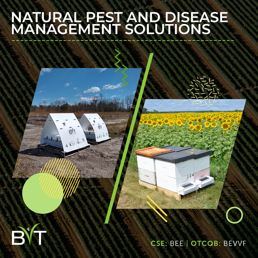 Bee Vectoring remains a pioneer in sustainable and natural commercial farming solutions.

We've pinpointed an ingenious way to deliver sustainable and effective crop control by harnessing the power of bees and their natural pollination process. Here's how: bit.ly/3W6oTOn