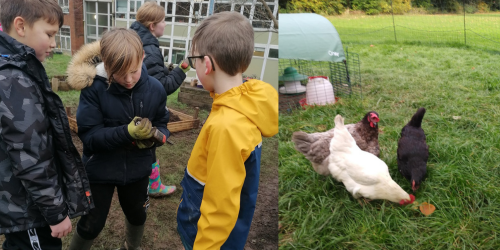 Want to know how to rear and fund livestock in schools? TOMORROW! join us with Ian Egginton-Metters who will lead our monthly members special on exactly that. 📆Thursday 2nd May, ⏰4.00 - 5.00, online, FREE Sign up here; farmgarden.org.uk/.../monthly-me…...
