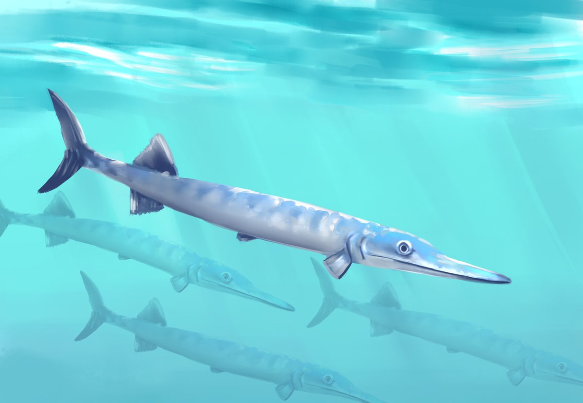 Saurichthys, a ray-finned Triassic fish #paleoart by Ethan Yu