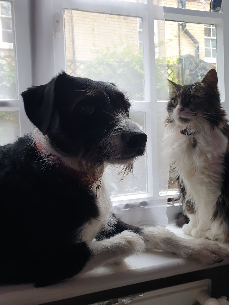 Frens! Urgent windowsill meeting was called. Mums not sure what we're discussing. She's scared.... she should be! #feedusmore #moretreatsontuesdays #morewalksforbonnie #ballsandtoys #DogsOnTwitter #catsoftwitter #TeamTuesday #cats #dogs