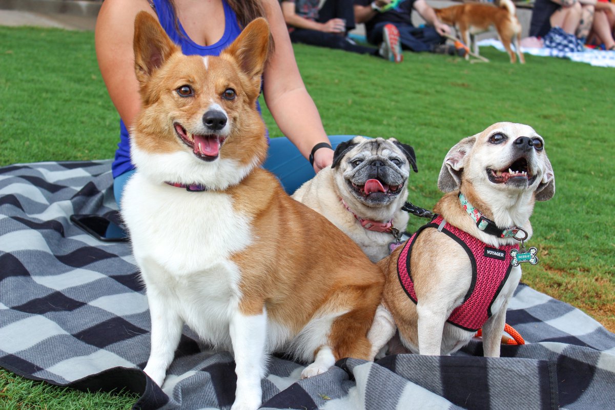 Take your pup to #DellDiamond on Thursday, May 9 for Bark in the Park 🐶 

Enjoy the game with your furry friend while sipping on $6 24-oz domestic drafts as part of Thirsty Thursday discounts, thanks to @FiretrolUSA.

🎟️: bit.ly/3we2u7a