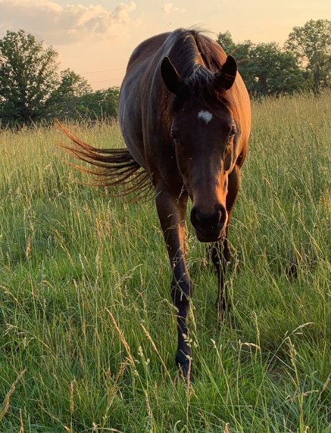 This beautiful TB mare is Sienna! She’s in charge! You must pat her, give her treats, and tell her how gorgeous she is (she is)! Queen of the Walk! 👑 Safe for life @fullcircleeq To donate: paypal.com/donate/?hosted…