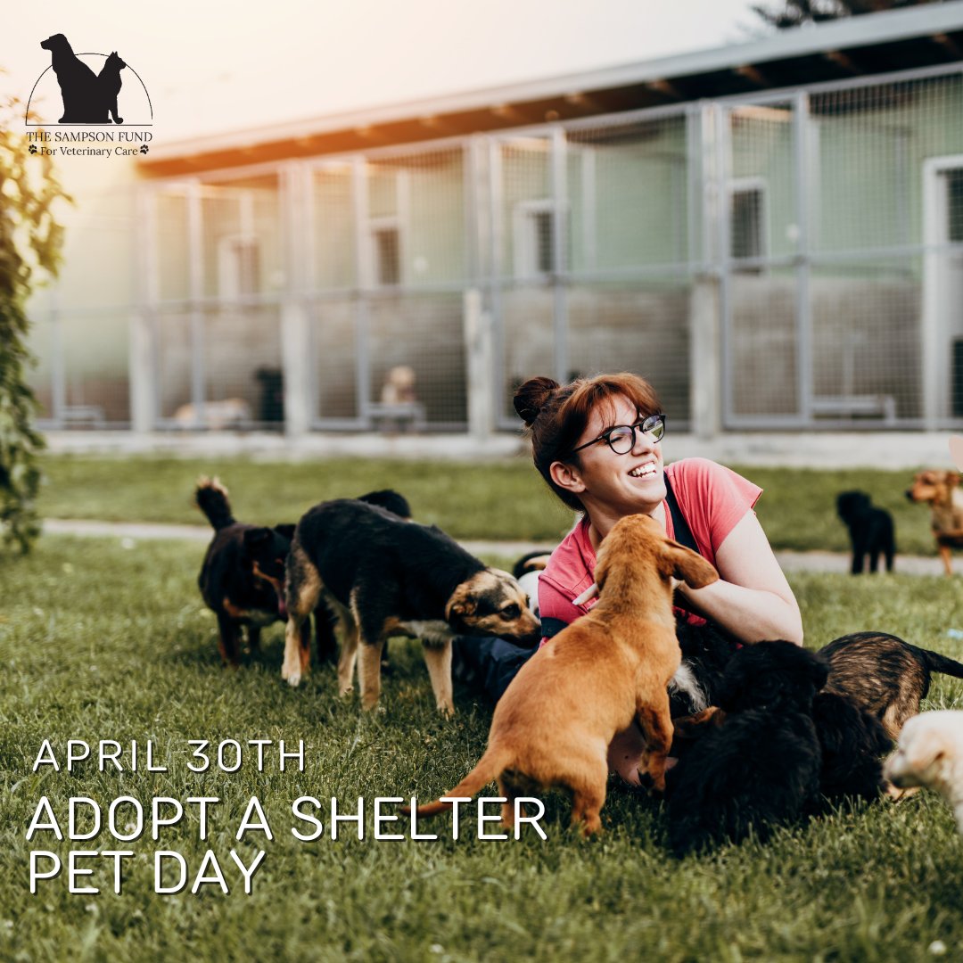 Each year, 6M+ pets end up in U.S. shelters; 920K face euthanasia, but 3.2M find forever homes. Let's boost adoptions! Consider welcoming a shelter pet into your family. They deserve love and care. ❤️🐾 #NationalAdoptAShelterPetDay #AdoptAShelterPet #RescueDogs #RescueCats