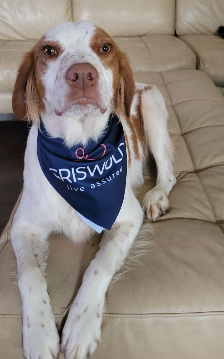 Tucker is rocking his new Griswold swag. Isn't he a handsome boy? 🐶

#TuckerTuesday #GriswoldHomeCare #LiveAssured