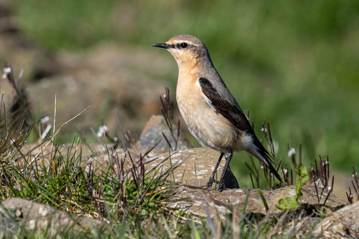 .. and suddenly there's a wheen o'  Wheatears hereabouts.
#Birds #birdwatching #birdphotography