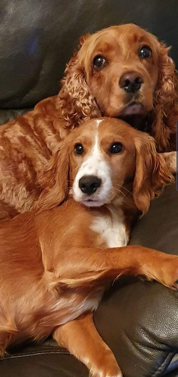 Susie The Cocker Spaniel tweet media