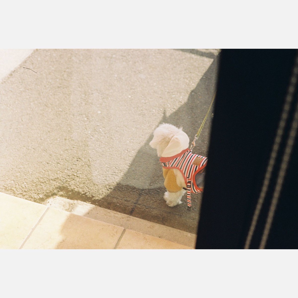 2024.Mar. - Kashiwai Kasugai (2024年3月 柏井 春日井) #streetphotography #street_photography #filmphotography #streetphotographer #aichi #nagoya #フィルム写真 #フィルムカメラ #ストリートスナップ #leicam6 #ライカm6 #kodakgold200