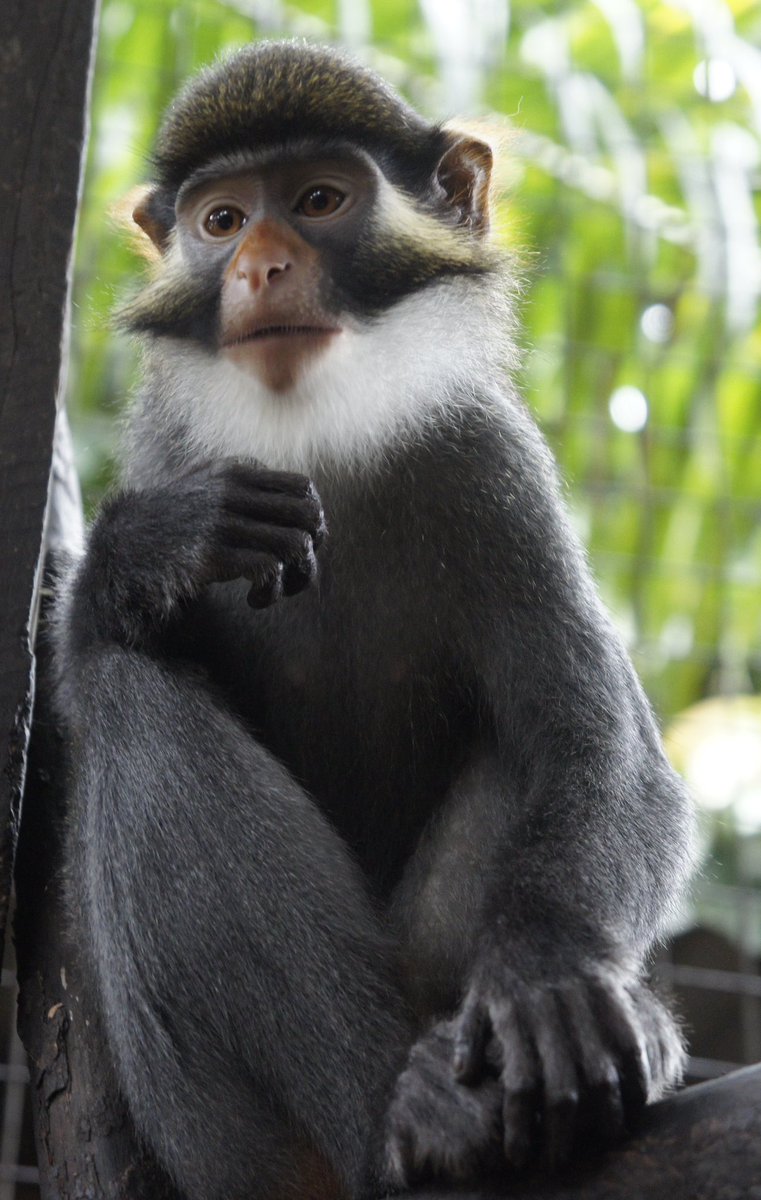 Anyway, these monkeys, the  white-throated guenon, are native to Nigeria and are absolutely adorable…