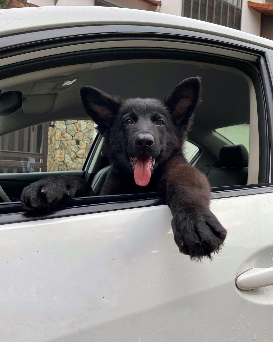 This is Khan. He is your Uber driver. But unlike most Ubers, all of his rides go to the park. And also you drive. 13/10 five stars