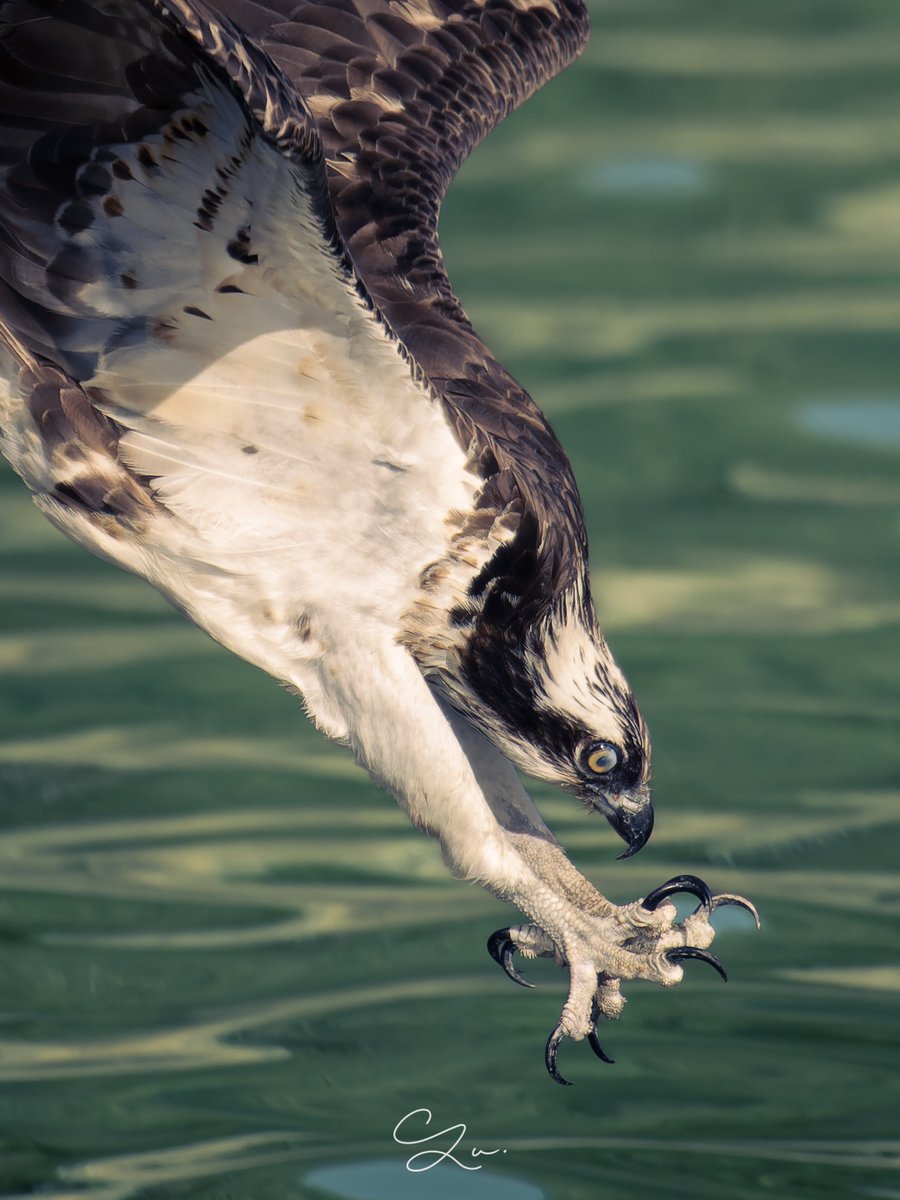 おはミサゴ〜　 🦅💨
　　　　　　🐟

渾身のDive-in😎

#ミサゴ #Osprey #野鳥撮影
#SONY #SonyAlpha #α1 #600GM
#これソニーで撮りました #4k