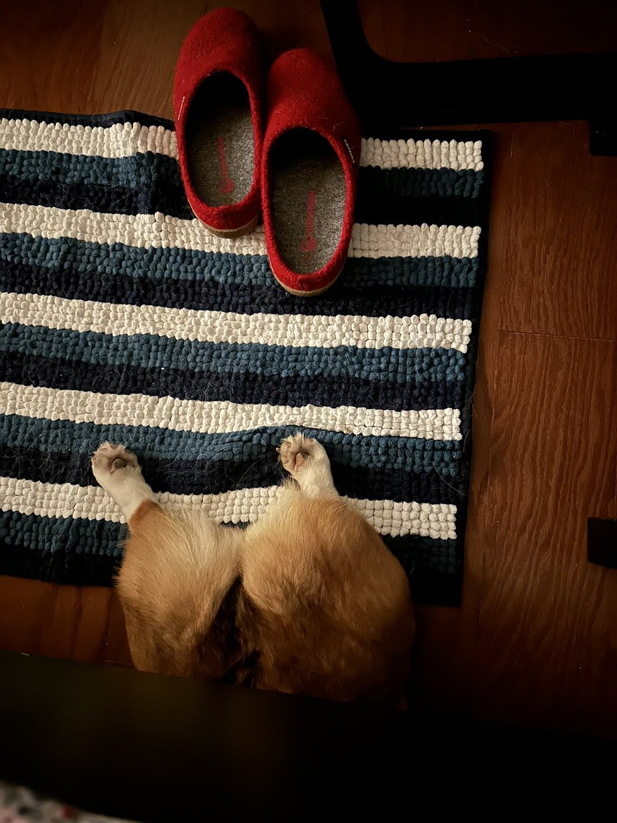 CorgiIsabella tweet picture