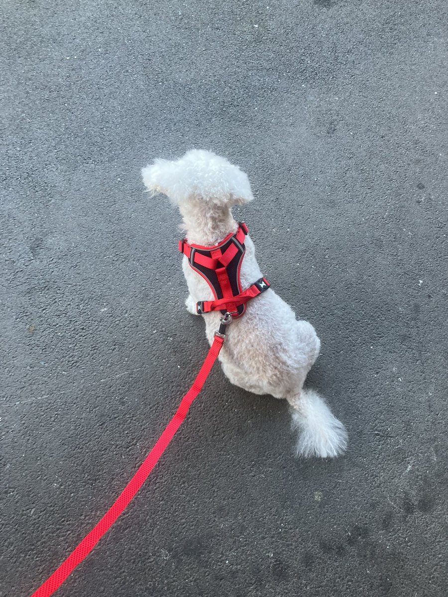 Less shaggy dog story. Priscilla after her latest haircut, complete with new lead and harness