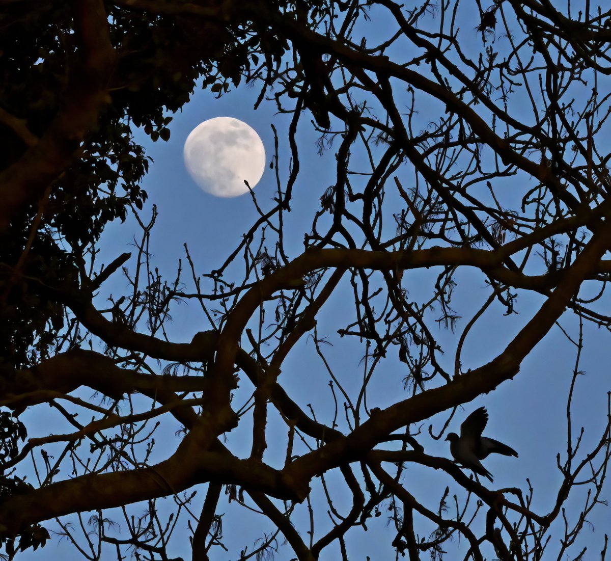 Stock Dove and the moon. 😊
 Taken one evening last week in my Somerset village. 🐦 
Morning everyone! 👋