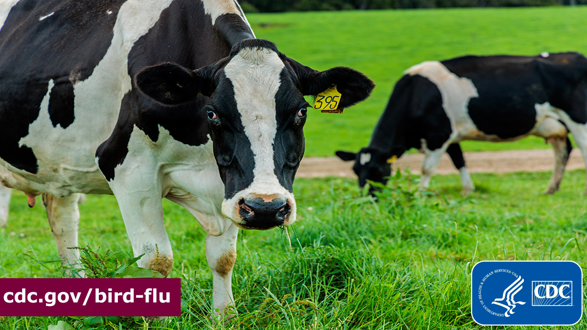 Amid a multi-state outbreak of #birdflu in dairy cows, CDC recently posted an update on the situation. Click here to learn more about the current #H5N1 outbreak in dairy cows: bit.ly/3U0cLvv