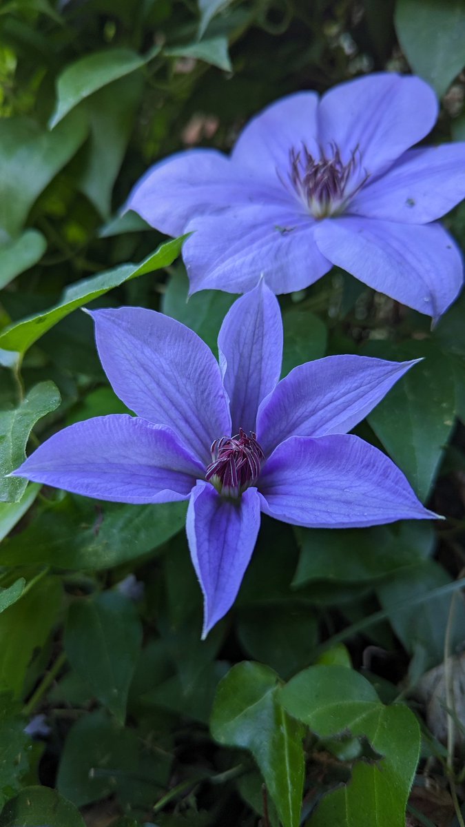 For. #TwosDay

A pair of pretty clematis

#flowerphotography #flowersofx #flowers #Blossom #clematis