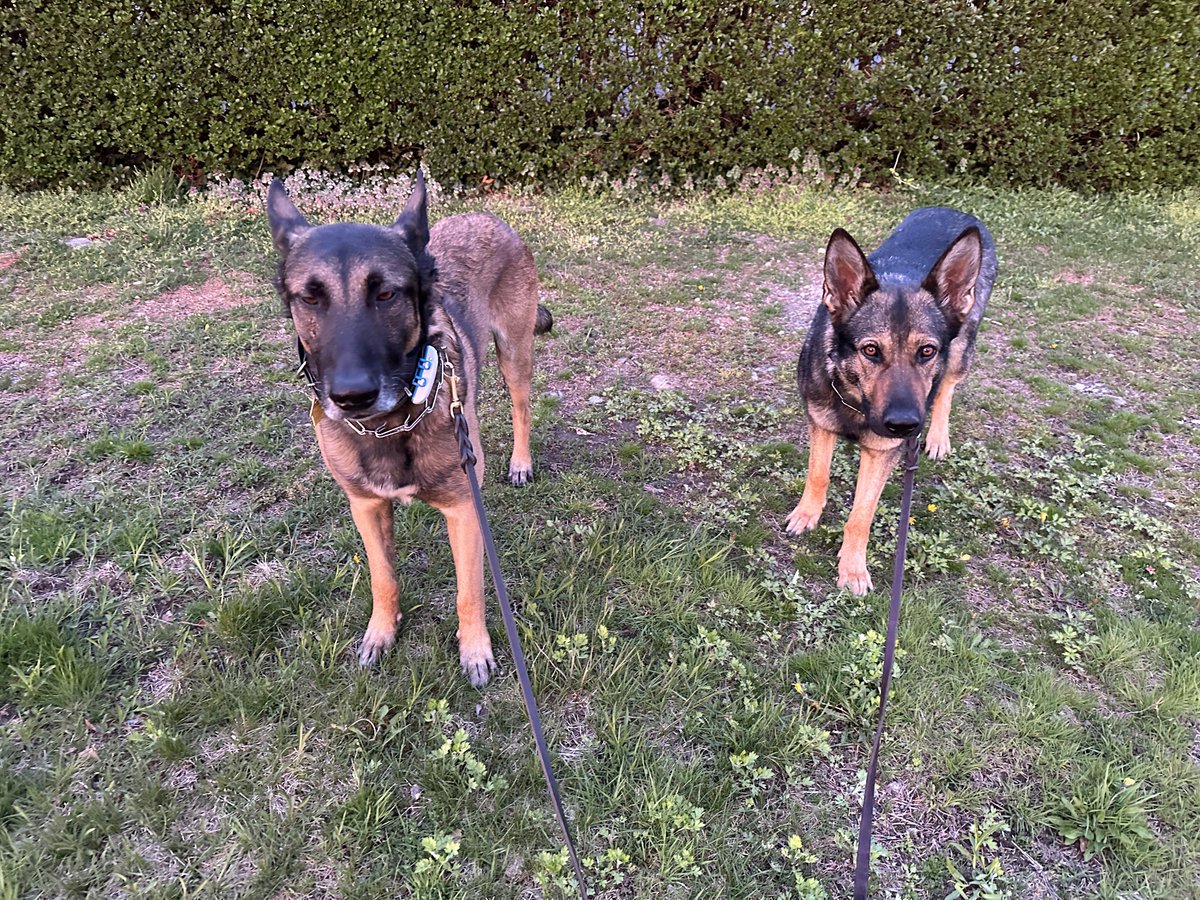 While I was housesitting them last week, I tried to get a nice golden hour photo of Hunter and Kali.
The light was perfect, and brought out the colors in their coats, they both stood perfectly still while I took the pic...
and then Hunter gave a face like he's completely stoned.