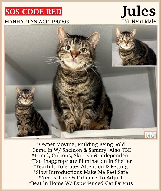 🆘CODE RED🆘5TH CHANCE TBD THU 5/2/24🆘PLEDGES NEEDED🆘 💖FEARFUL 7YO BROWN #TABBY KITTY 'JULES'💖 😿💔OWNER SURRENDERED, NOT THRIVING, STRESSED IN SHELTER 🚨NEEDS #ADOPTION #RESCUE #FOSTER ASAP🚨 ▶196903 facebook.com/photo?fbid=750… 🙏🏽#ADOPT #PLEDGE #AdoptDontShop #MANHATTAN #NYCACC