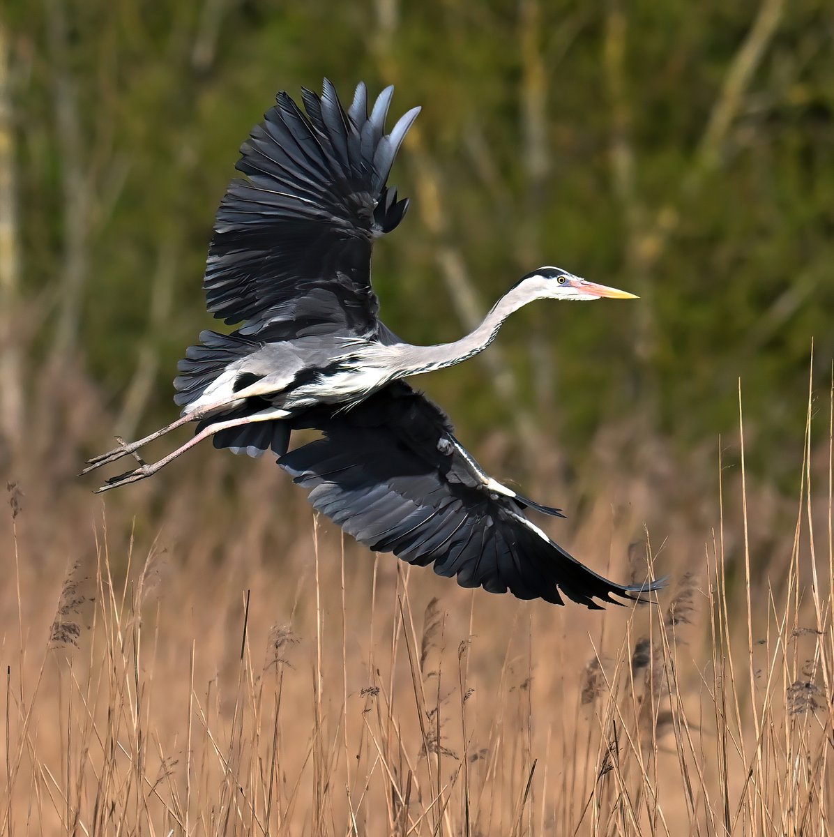 Grey Heron over the reeds. 😊 Taken at RSPB Ham Wall in Somerset at the weekend. 🐦