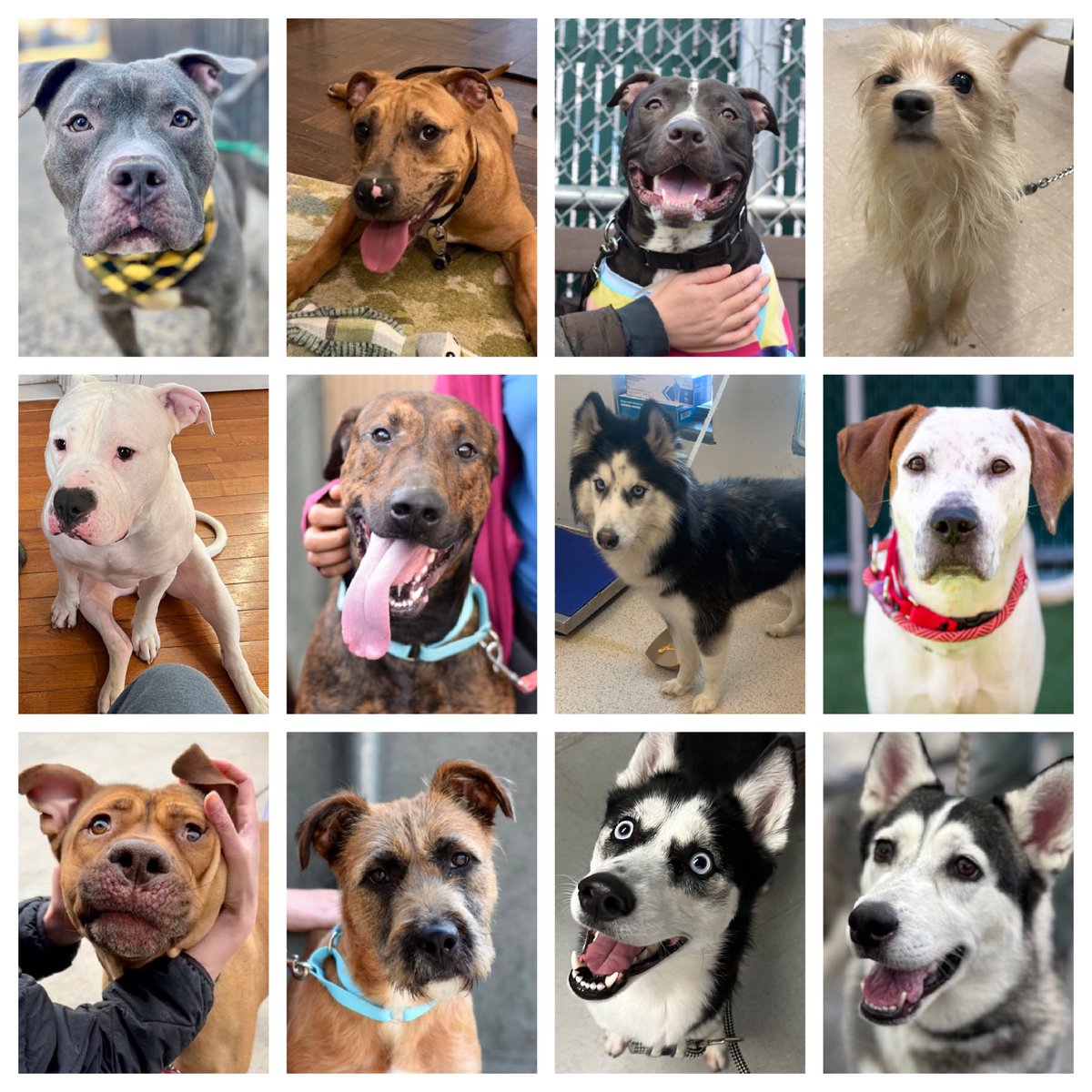 The house of death NYCACC has released Thursday's TBK list featuring 22 dogs, 12 of which are new to the list. Plus Wendy, Sadie, Pinky and Little who are DELISTED and can die at anytime. Please help us help them: repost/share and pledge where you can, email…