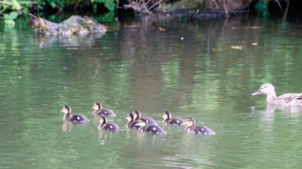 Finally some #ducklings on #dudleyno2canal. #BoatsThatTweet #KeepCanalsAlive #LifesBetterByWater #FundBritainsWaterways #BumbleHole #NatureReserve #BCN #BCNS #Ducks #NaturePhotography waterways.photography