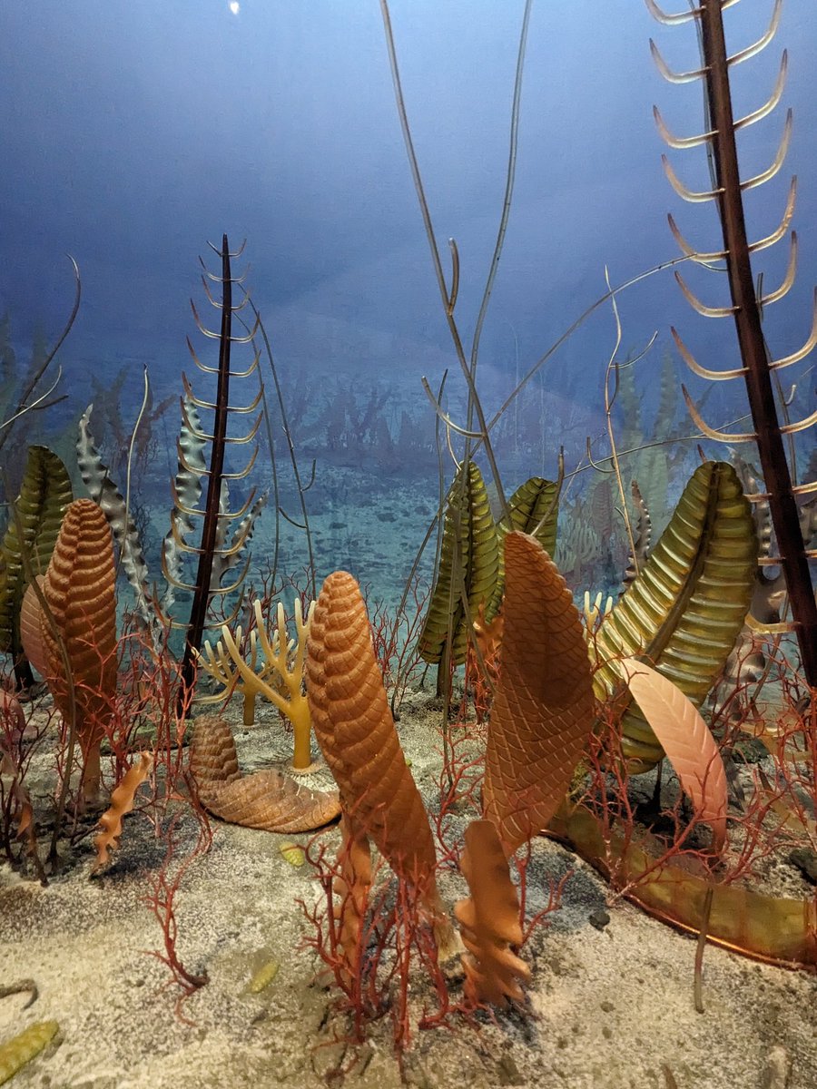 Dioramas galore at @SamNobleMuseum! Ediacaran. (1/6)