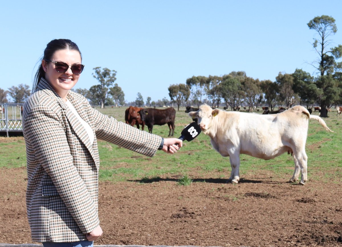 🐮It seems like @ABCRural will interview ANYONE to get a good story!!! Here is @abcnews's Ondine Slack-Smith at Trangie getting the inside running on the cattle research going on at the station! @nswdpi @abclandline @OnnySlackSmith @DPI_Livestock @NSWDPI_Pastures @ABCRural