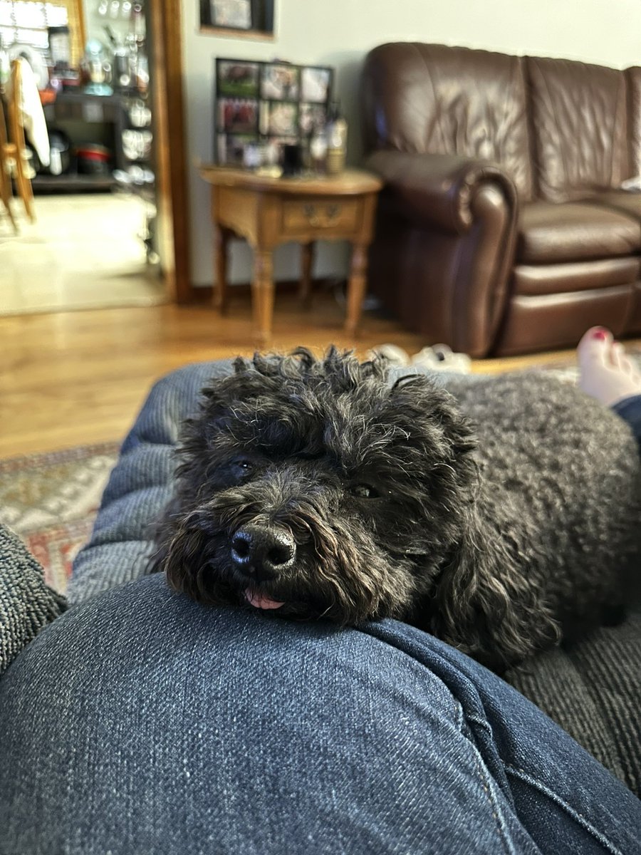 Just trying to take a little snoozle on mama’s knee. But apparently my tongue is so cute, she just had to take a pic and wake me up. - Noir #twinsiesontwitter
 #tongueouttuesday