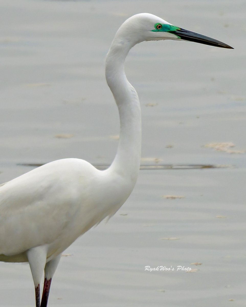 #GreatEgret  Apr. 2024.
顔のブルーグリーンと脚の赤み。整いましたね～。