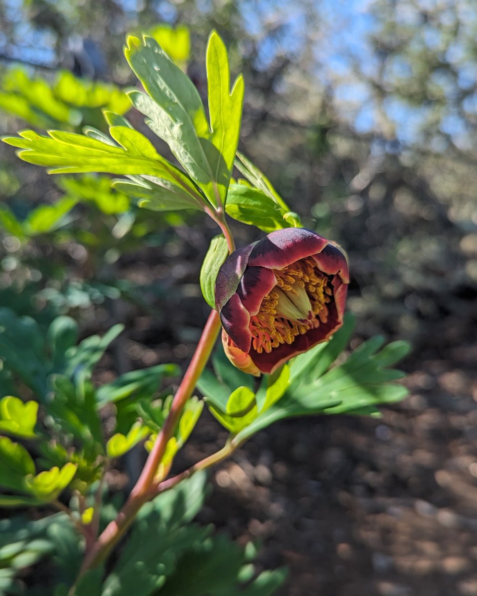 Peony for your thoughts – Who do you think pollinates this California Peony? A spring bloomer with deep red, leathery flowers, this unique plant only occurs in southwest California and is one of two species of Peony native to North America. 📷Karen Sinclair/USFWS