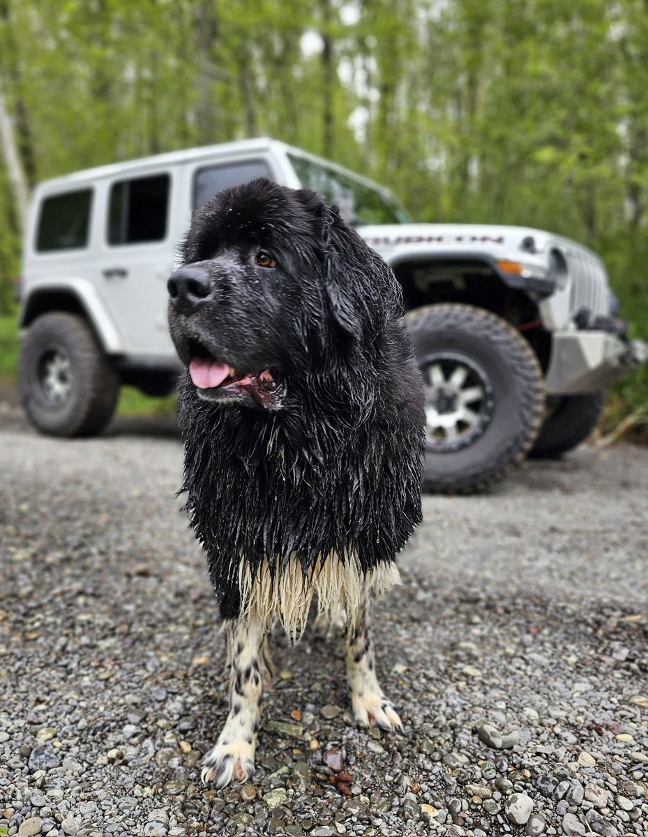 #ClydeTheLandseer #Newfoundlanddog #dog 
@Jeep