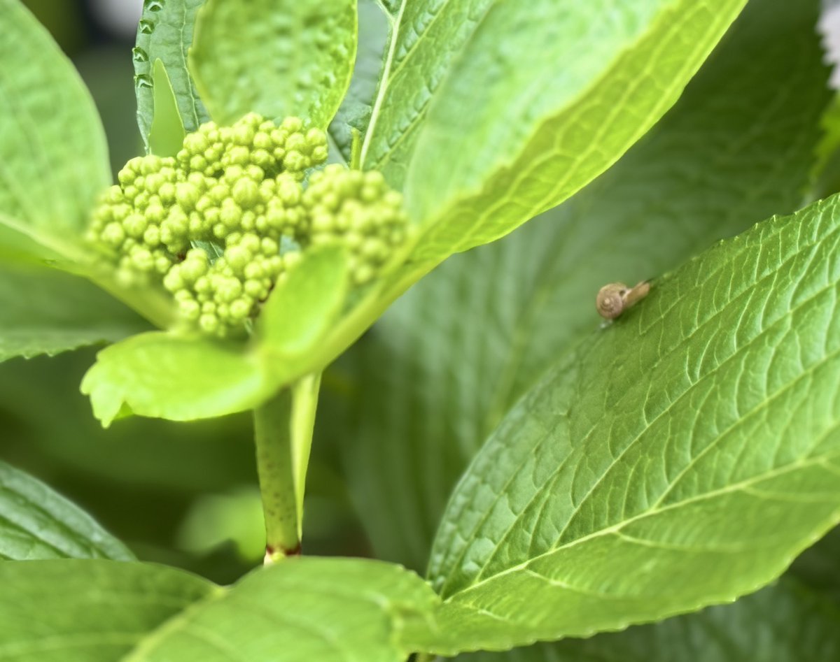 アジサイのつぼみとでんでん虫🐌 梅雨を待ちきれないコンビ おはようございます 良い一日を