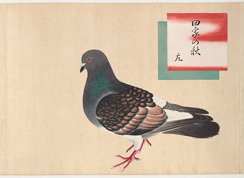 Part of a series of Japanese studies of pigeons, from the 19th century Edo period, nowadays housed somewhere wihin the Smithsonian Institute.